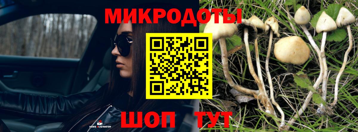 Псилоцибиновые грибы Cubensis Прохладный